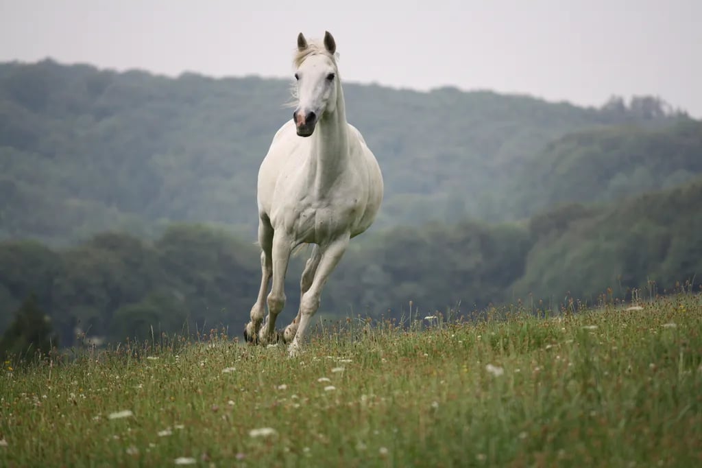 Steanbridge Farm gallery 3