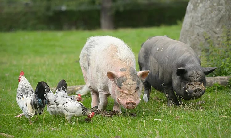 Camping Mareveld gallery 1