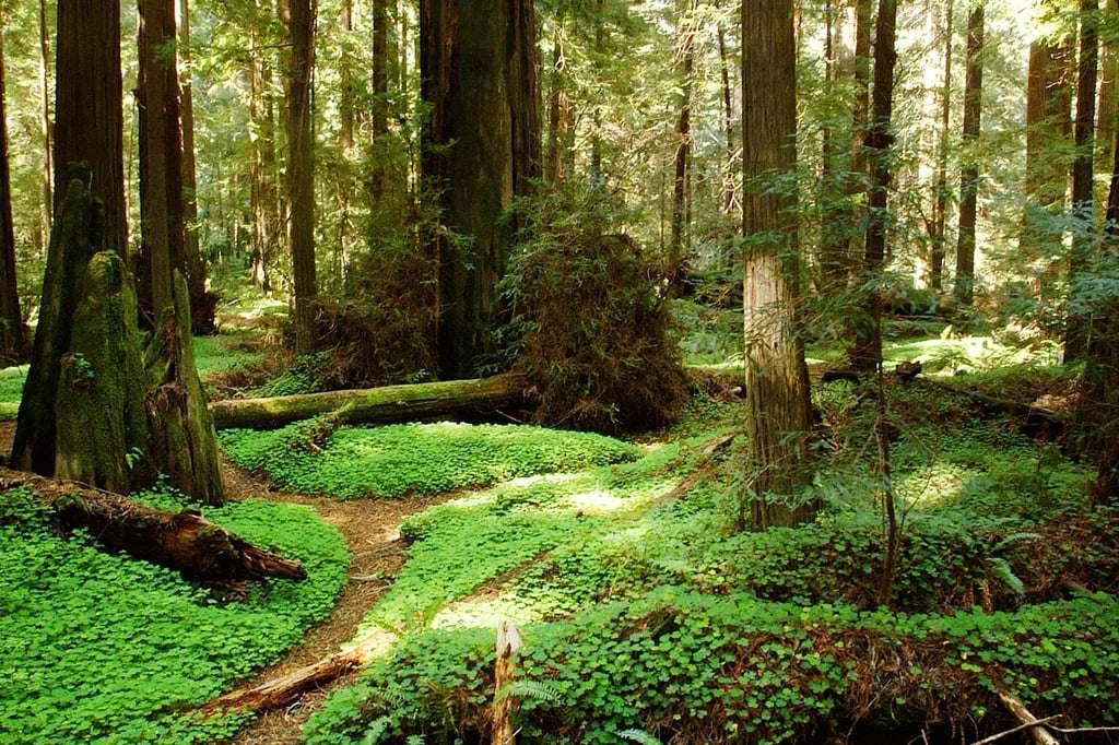 Redcrest Resort gallery 2