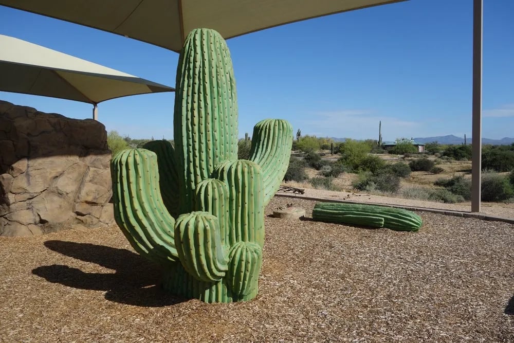 McDowell Mountain Regional Park gallery 3