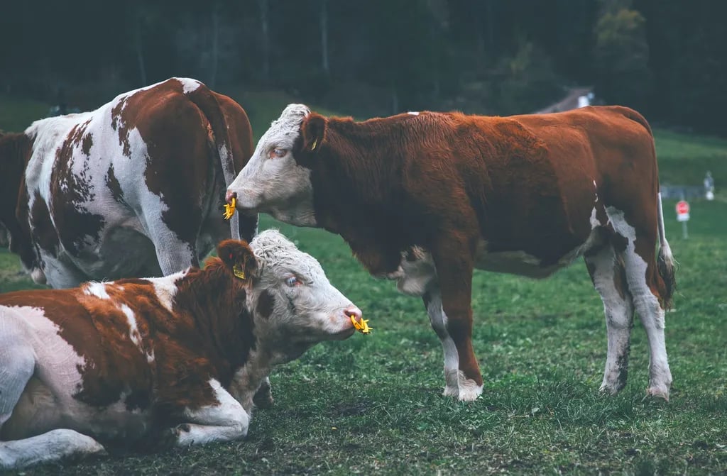 Sindisa Sanctuary Camping gallery 2