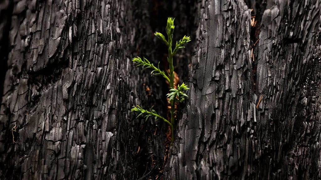 Burlington Campground — Humboldt Redwoods State Park gallery 3
