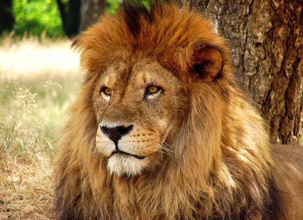 Panther Lake Camping Resort