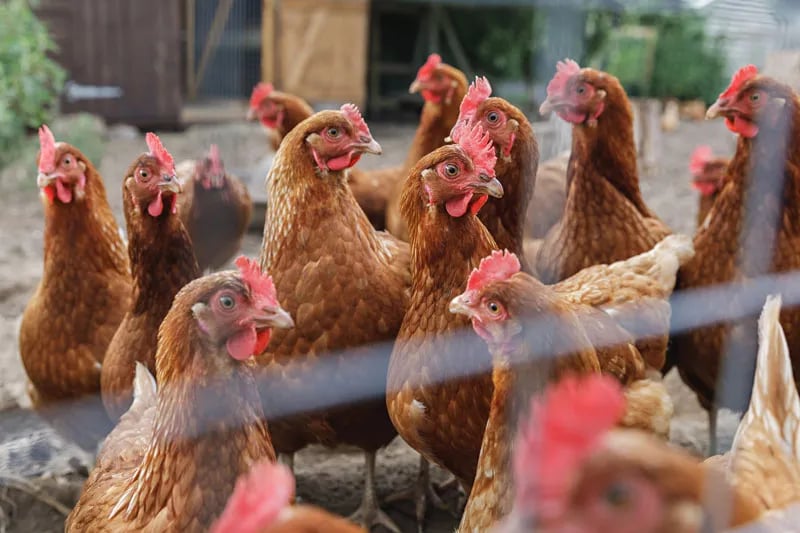 Breck Farm Caravanning and Camping gallery 2