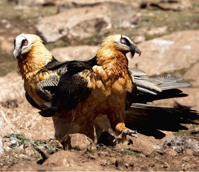 Bassegoda Park gallery 2