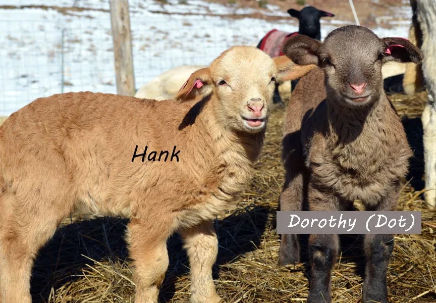 Howling Wolf Farmstay gallery 2