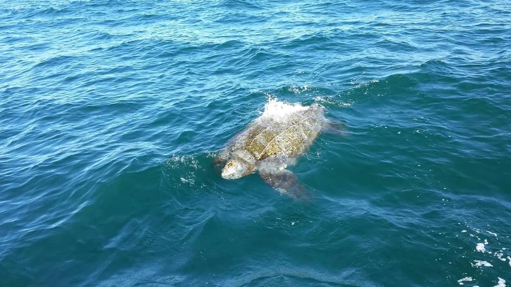 Lawson’s Landing gallery 2