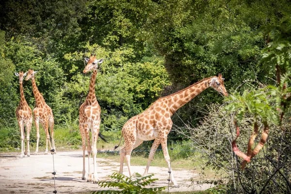 Camping de Lyon gallery 3