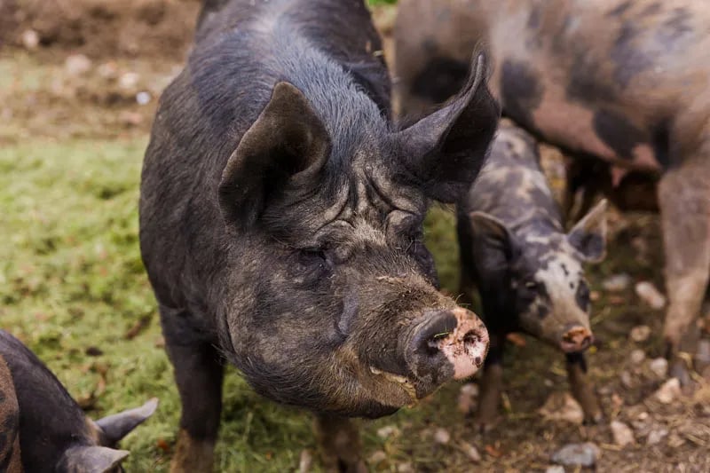 Breck Farm Caravanning and Camping gallery 3