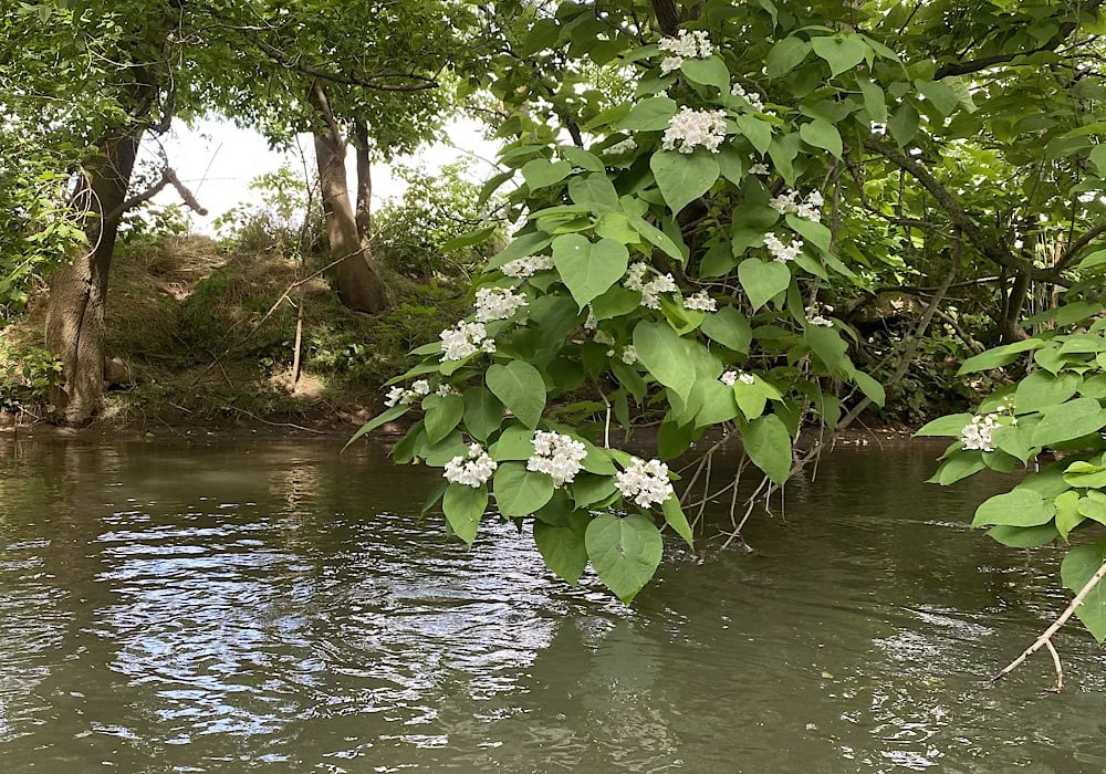 Mill Bridge Village & Camp Resort gallery 1