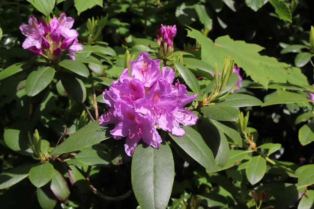 Natuurcampeerterrein Schoonenberg gallery 1