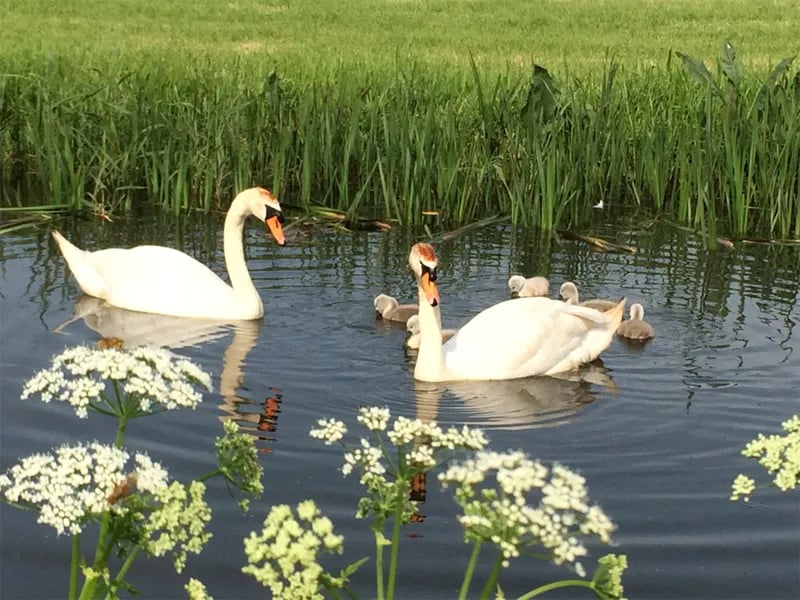 Camping ‘t Seleantsje gallery 2