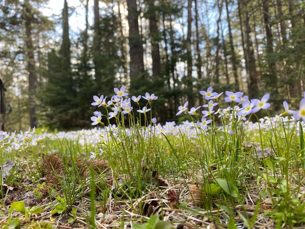 South Arm Campground gallery 1