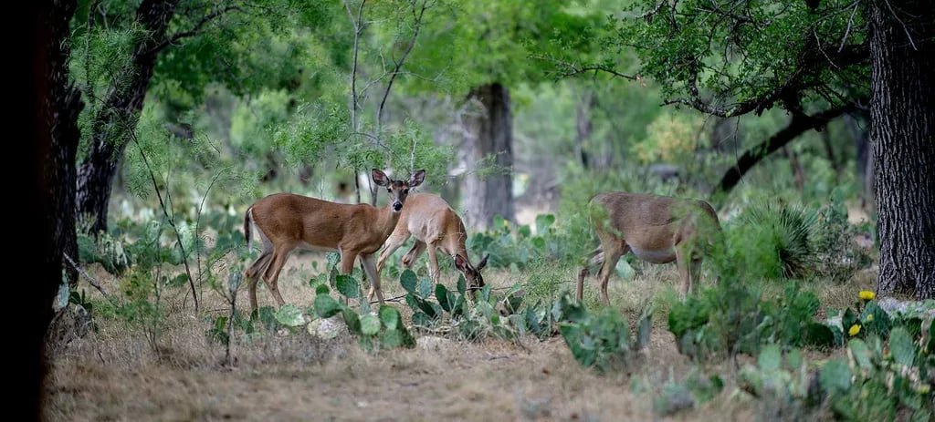 South Llano River State Park Campground gallery 3