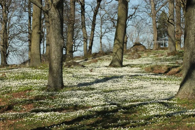 Ekuddens Camping gallery 1