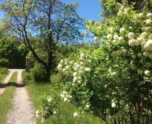 Le Mas des Pins gallery 1