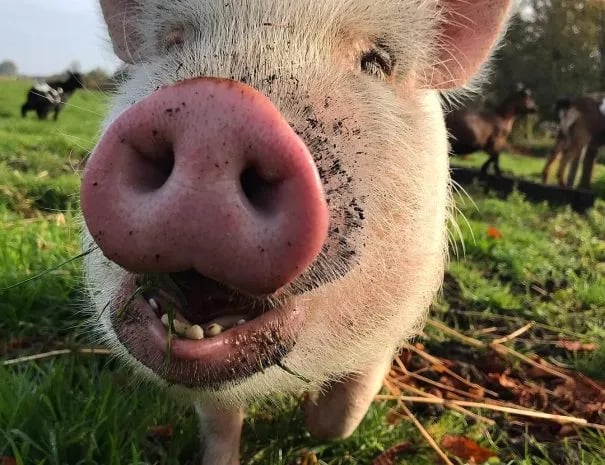 The Dutch Farmhouse gallery 2