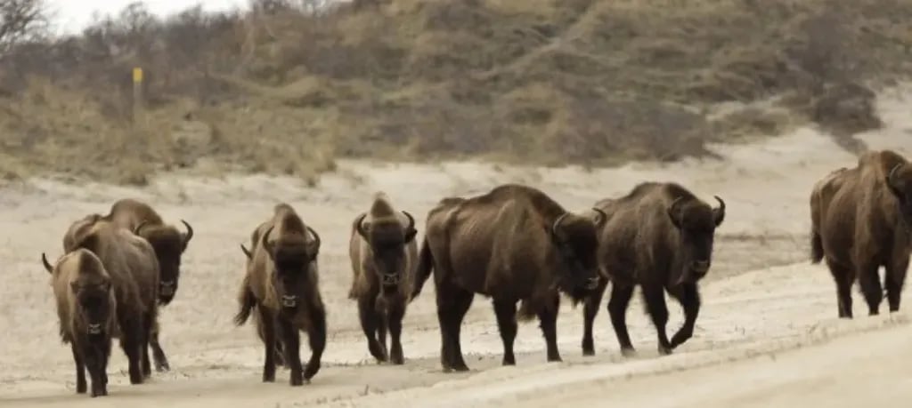 Kennemer Duincamping de Lakens gallery 2