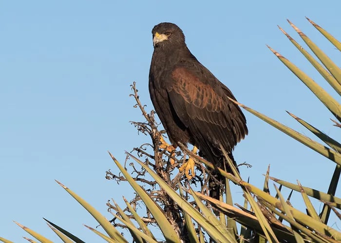Brantley Lake State Park Campground gallery 1