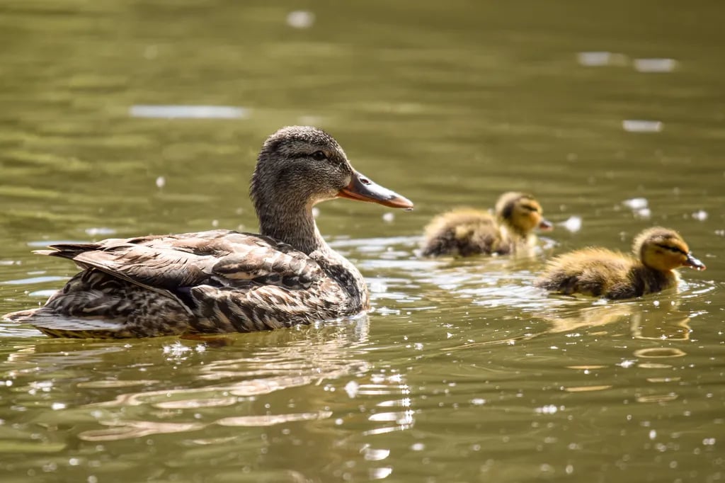 Chatfield State Park gallery 2