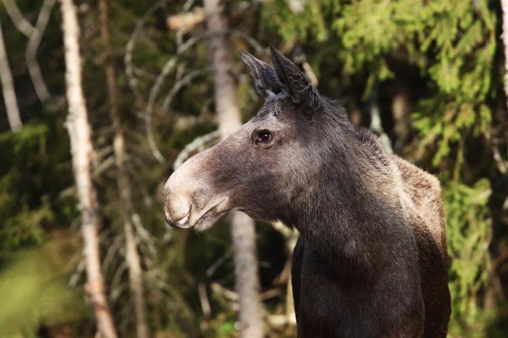 Saga Camping gallery 2