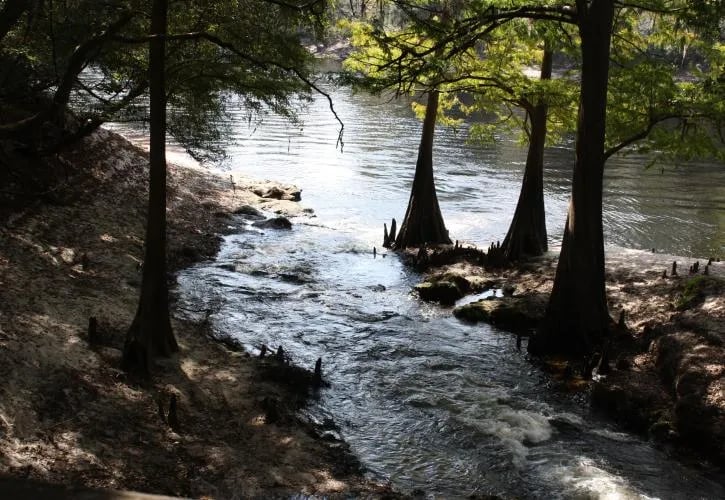Suwannee River State Park Campground gallery 2