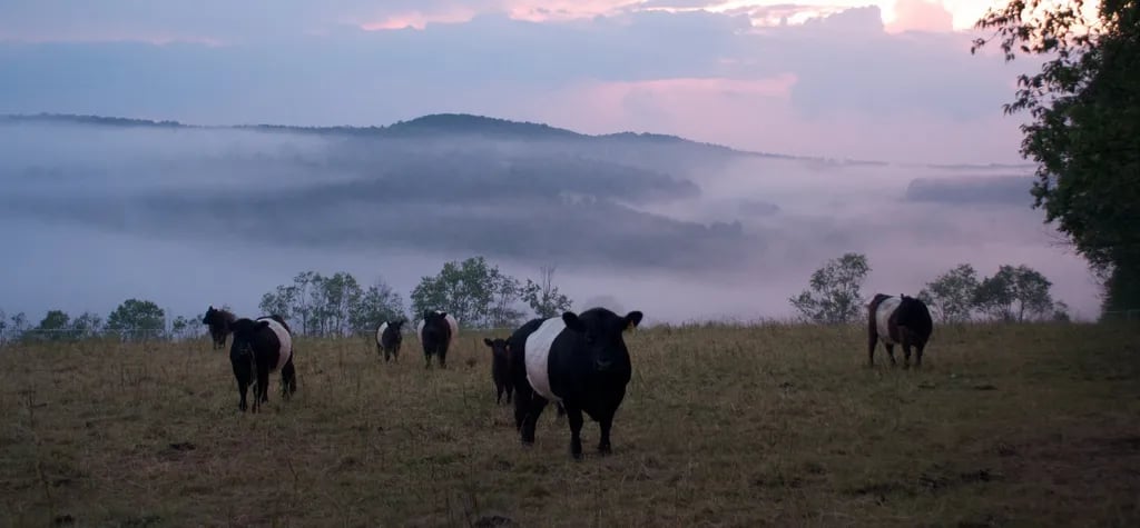 Stony Rose Farms gallery 3