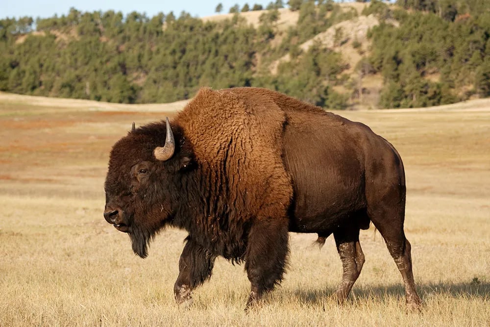 Long Lake Resort gallery 2