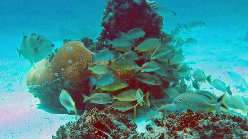 John Pennecamp Coral Reef State Park Campground gallery 2