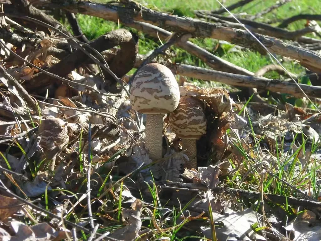 Camping Isla De Puebla gallery 1