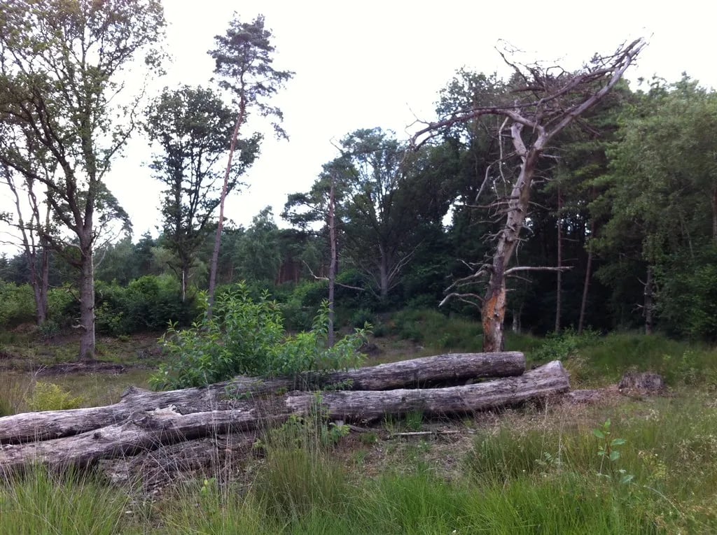 Natuurcamping De Hoogte gallery 1