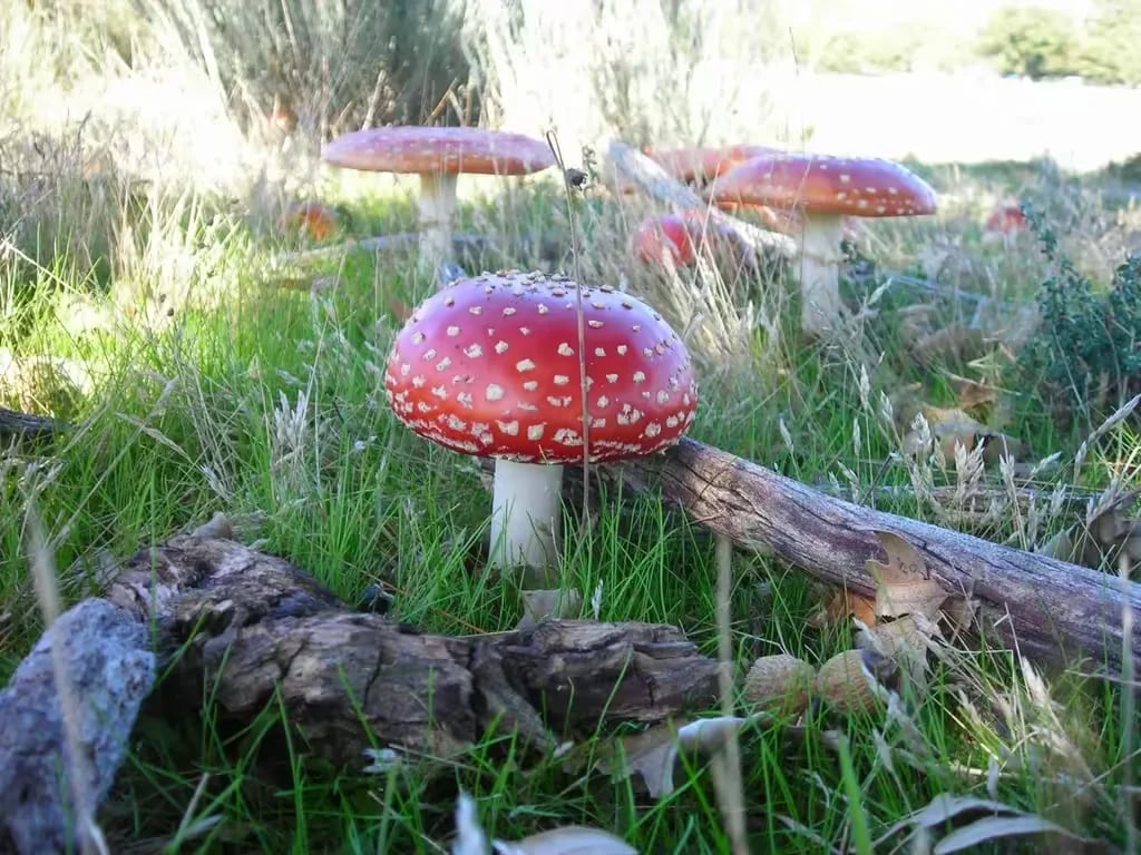 Camping Isla De Puebla