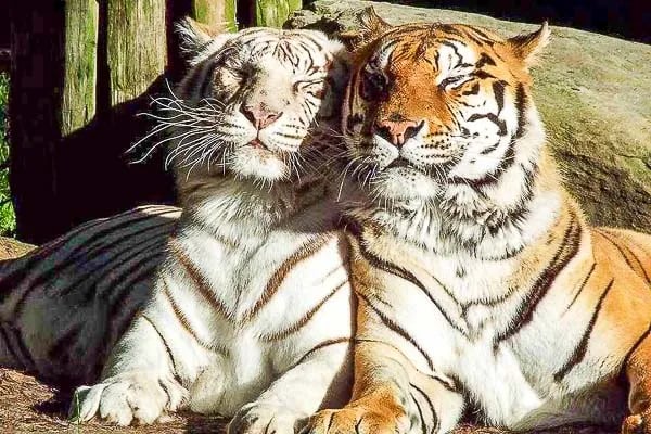 Rose Point Park Cabins & Camping gallery 1