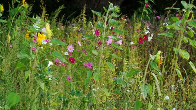 Camping La Fontaine du Hallate gallery 3