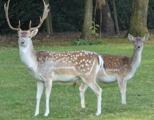 Camping De Bronzen Emmer gallery 1