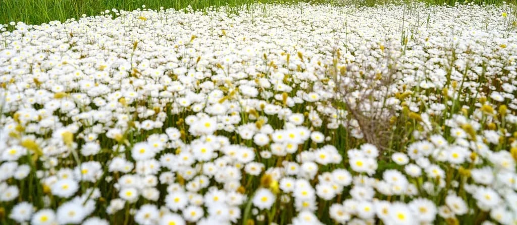 Milligan Island Eco Camping – Coastal Nodes gallery 1