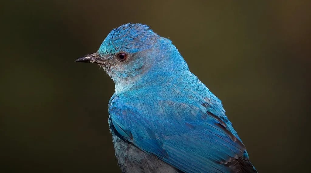 Dave Deacon Campground – Wayne E Kirch Wildlife Management Area gallery 2