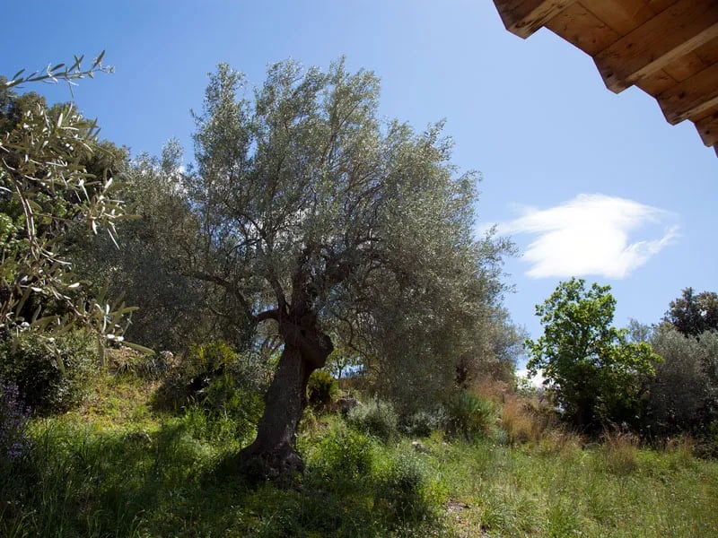 Agricamping Fiori di Noto gallery 3
