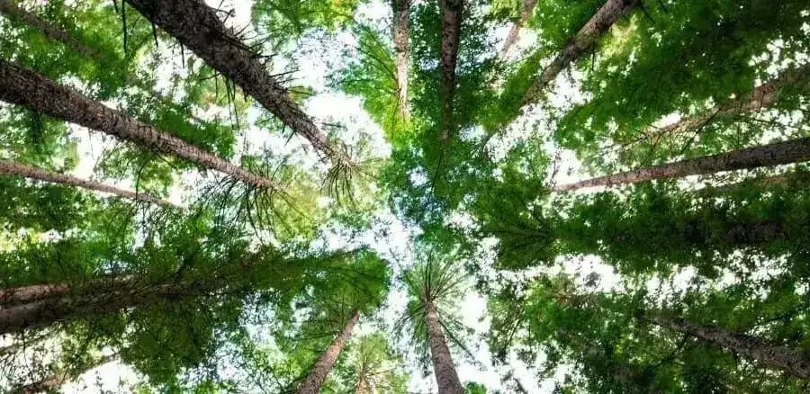 Shady River RV Resort gallery 1