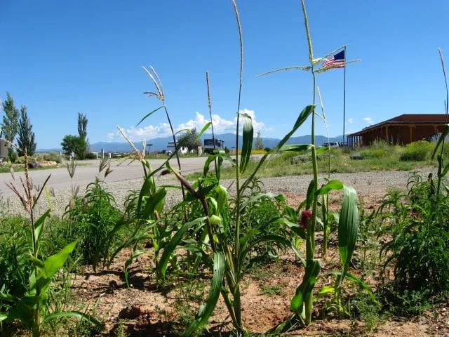 Santa Fe Skies RV Park gallery 2