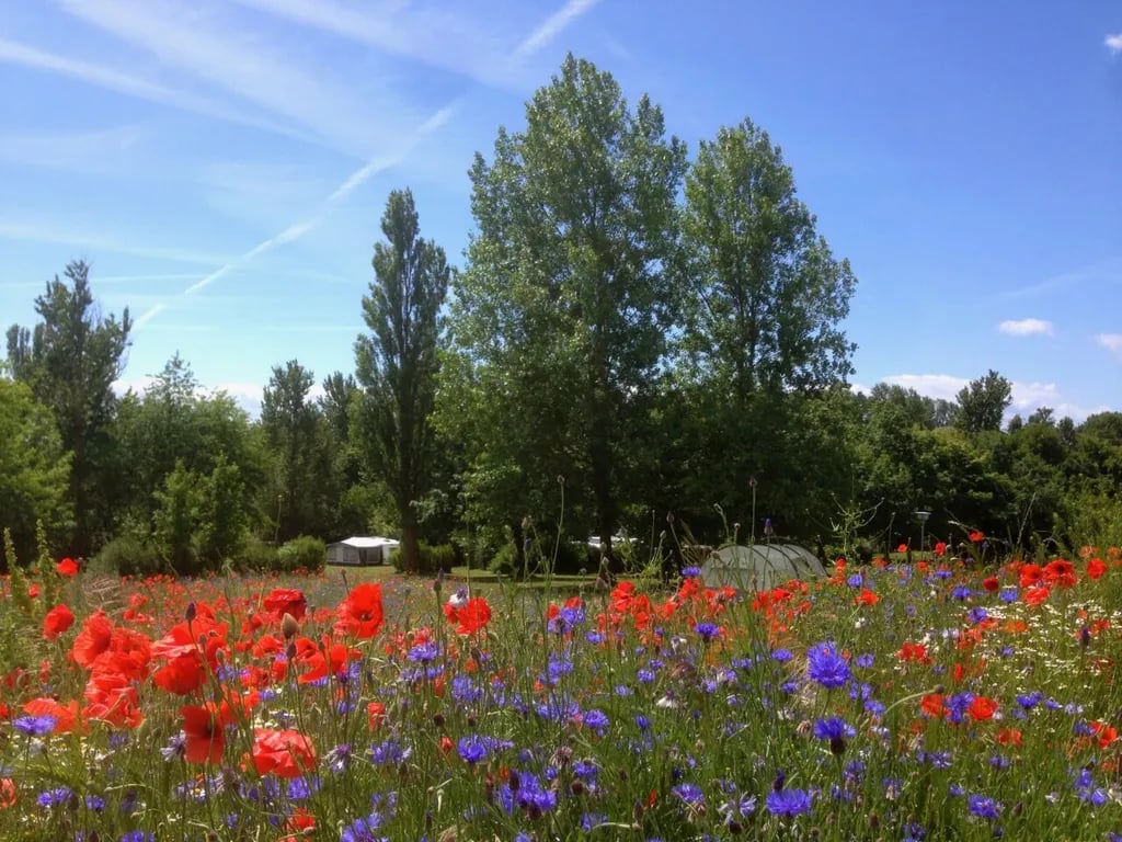 Naturcampingplatz Alt Reddevitz gallery 2