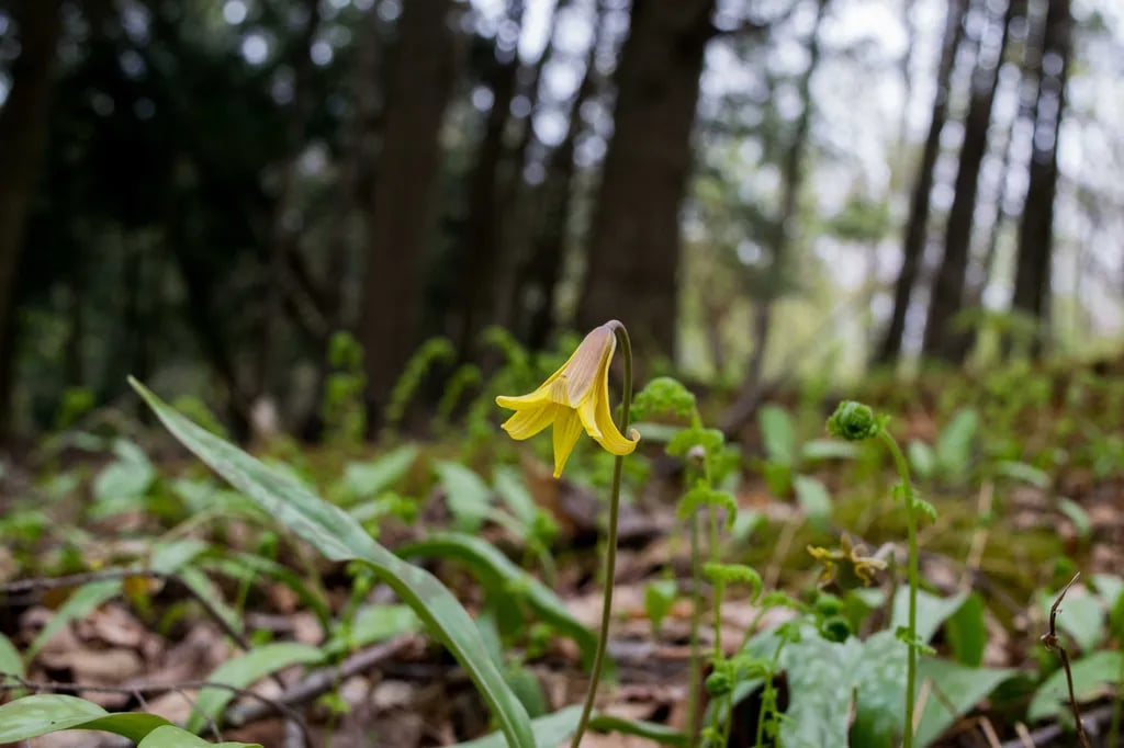 Maple Hill Campsites gallery 2