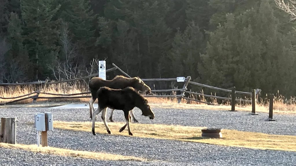 Rambling Moose Campground gallery 1