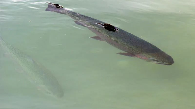 Azienda Agricola Sponga Giancarlo gallery 3