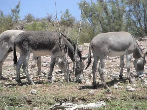 Maricopa County Park Lake Pleasant gallery 3