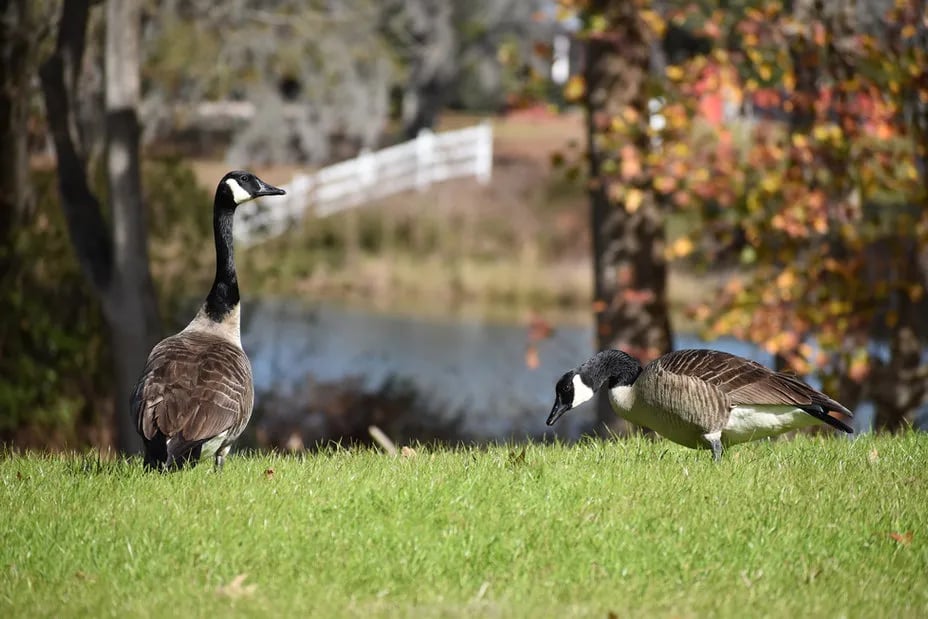 Red Gate Farms – RV Resort
