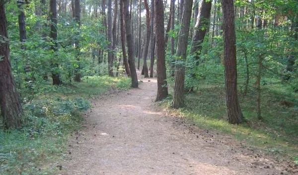 Camping Namiotowe Lesne