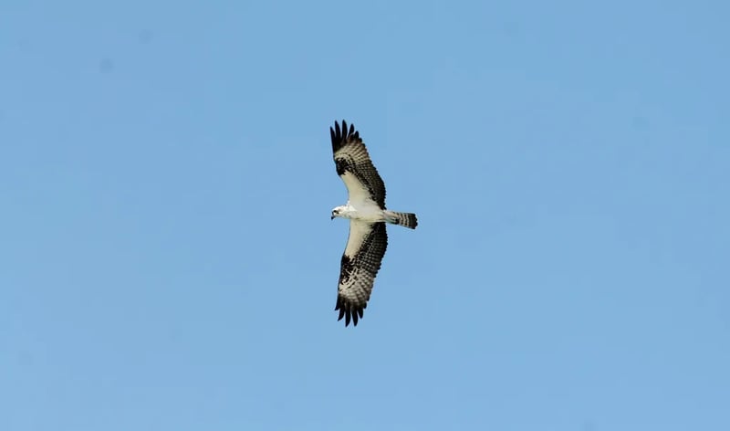 Gulf State Park Campground gallery 2
