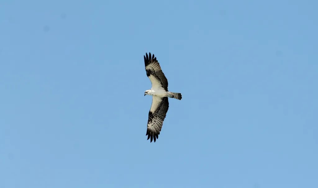 Gulf State Park Campground gallery 2