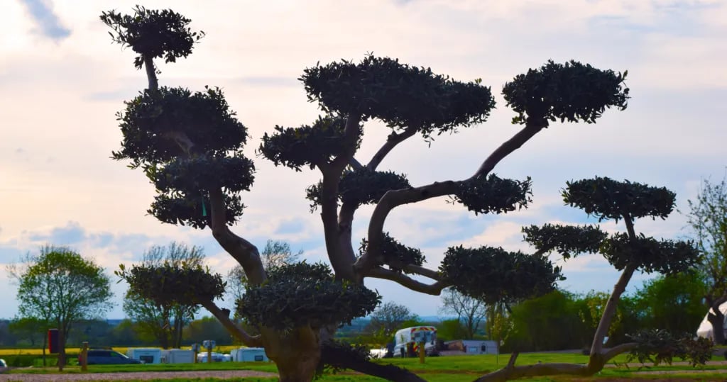 Olive Tree Caravan and Camping Park gallery 3